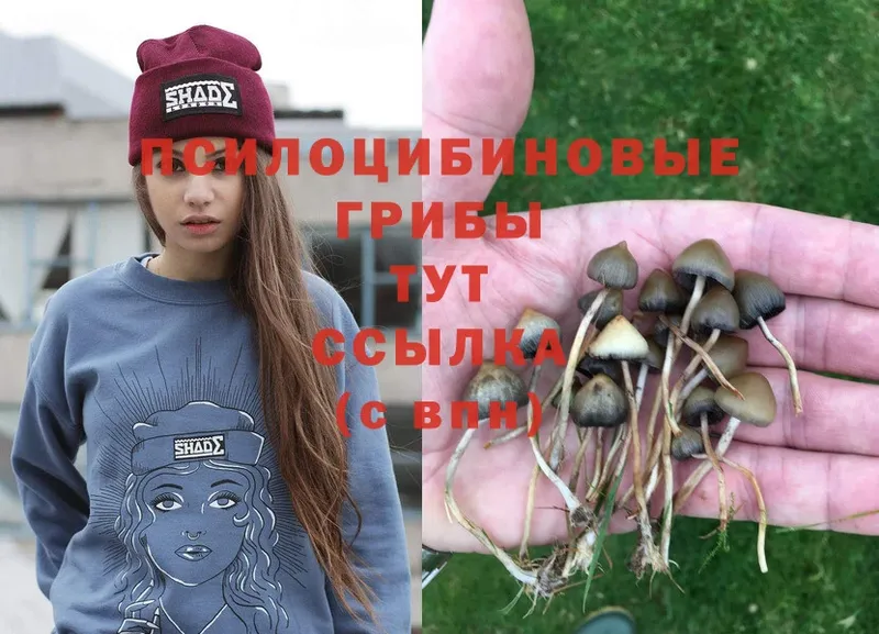 Псилоцибиновые грибы Magic Shrooms  Темников 